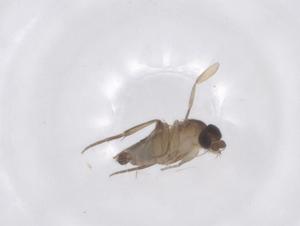  ( - CBG-A62421-F11)  @11 [ ] CreativeCommons - Attribution Share - Alike (2025) Centre for Biodiversity Genomics Centre for Biodiversity Genomics