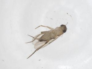  ( - CBG-A62422-A11)  @11 [ ] CreativeCommons - Attribution Share - Alike (2025) Centre for Biodiversity Genomics Centre for Biodiversity Genomics