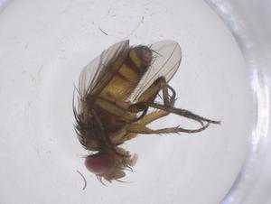  ( - CBG-A62427-D03)  @11 [ ] CreativeCommons - Attribution Share - Alike (2025) Centre for Biodiversity Genomics Centre for Biodiversity Genomics