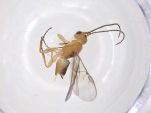  ( - CBG-A62427-H08)  @11 [ ] CreativeCommons - Attribution Share - Alike (2025) Centre for Biodiversity Genomics Centre for Biodiversity Genomics