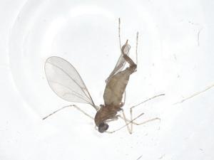  ( - CBG-A62429-A12)  @11 [ ] CreativeCommons - Attribution Share - Alike (2025) Centre for Biodiversity Genomics Centre for Biodiversity Genomics