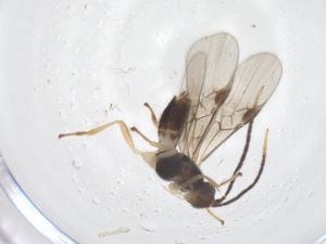  (Mirax malaise1706 - CBG-A62669-G08)  @11 [ ] CreativeCommons - Attribution Share - Alike (2025) Centre for Biodiversity Genomics Centre for Biodiversity Genomics