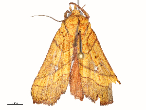  ( - CBG-A58708-A06)  @11 [ ] CreativeCommons - Attribution Share - Alike (2025) CBG Photography Group Centre for Biodiversity Genomics