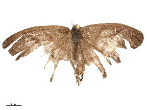  (Modica - CBG-A58709-B09)  @11 [ ] CreativeCommons - Attribution Share - Alike (2025) CBG Photography Group Centre for Biodiversity Genomics