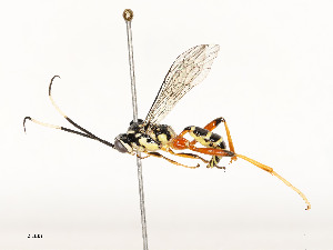  ( - CBG-A59491-D06)  @11 [ ] CreativeCommons - Attribution Share - Alike (2025) CBG Photography Group Centre for Biodiversity Genomics