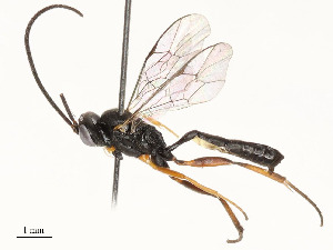  ( - CBG-A59491-E10)  @11 [ ] CreativeCommons - Attribution Share - Alike (2025) CBG Photography Group Centre for Biodiversity Genomics