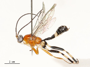  ( - CBG-A59492-F08)  @11 [ ] CreativeCommons - Attribution Share - Alike (2025) CBG Photography Group Centre for Biodiversity Genomics