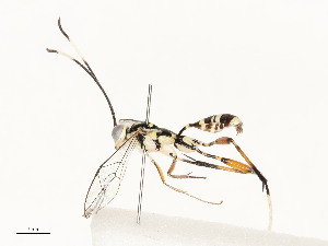  ( - CBG-A59492-F10)  @11 [ ] CreativeCommons - Attribution Share - Alike (2025) CBG Photography Group Centre for Biodiversity Genomics