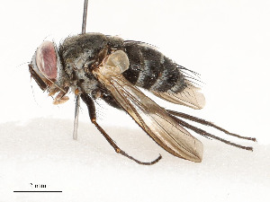  ( - CBG-A59492-G01)  @11 [ ] CreativeCommons - Attribution Share - Alike (2025) CBG Photography Group Centre for Biodiversity Genomics