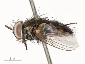  ( - CBG-A59498-H11)  @11 [ ] CreativeCommons - Attribution Share - Alike (2025) CBG Photography Group Centre for Biodiversity Genomics