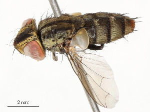  ( - CBG-A59499-C02)  @11 [ ] CreativeCommons - Attribution Share - Alike (2025) CBG Photography Group Centre for Biodiversity Genomics