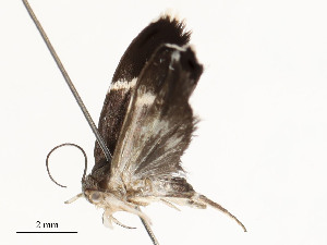  (Antaeotricha Malaise0294 - CBG-A59499-E02)  @11 [ ] CreativeCommons - Attribution Share - Alike (2025) CBG Photography Group Centre for Biodiversity Genomics