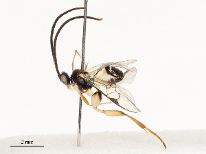  (Glyptapanteles ninazitaniae - CBG-A59500-C01)  @11 [ ] CreativeCommons - Attribution Share - Alike (2025) CBG Photography Group Centre for Biodiversity Genomics
