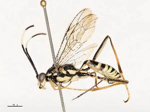  ( - CBG-A59558-A11)  @11 [ ] CreativeCommons - Attribution Share - Alike (2025) CBG Photography Group Centre for Biodiversity Genomics