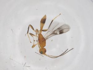  ( - CBG-A62101-E07)  @11 [ ] CreativeCommons - Attribution Share - Alike (2025) Centre for Biodiversity Genomics Centre for Biodiversity Genomics