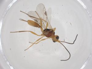  (Microctonus Malaise7656 - CBG-A62101-F03)  @11 [ ] CreativeCommons - Attribution Share - Alike (2025) Centre for Biodiversity Genomics Centre for Biodiversity Genomics