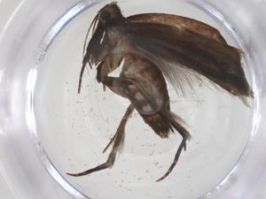  ( - CBG-A62102-G05)  @11 [ ] CreativeCommons - Attribution Share - Alike (2025) Centre for Biodiversity Genomics Centre for Biodiversity Genomics