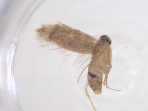  (ereMalaise01 Malaise8538 - CBG-A62103-B01)  @11 [ ] CreativeCommons - Attribution Share - Alike (2025) Centre for Biodiversity Genomics Centre for Biodiversity Genomics