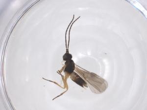  (Mirax Malaise2330 - CBG-A62103-H06)  @11 [ ] CreativeCommons - Attribution Share - Alike (2025) Centre for Biodiversity Genomics Centre for Biodiversity Genomics