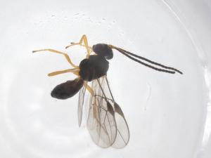  ( - CBG-A62104-C01)  @11 [ ] CreativeCommons - Attribution Share - Alike (2025) Centre for Biodiversity Genomics Centre for Biodiversity Genomics