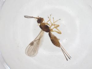  ( - CBG-A62105-F03)  @11 [ ] CreativeCommons - Attribution Share - Alike (2025) Centre for Biodiversity Genomics Centre for Biodiversity Genomics