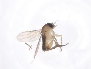  ( - CBG-A62117-H07)  @11 [ ] CreativeCommons - Attribution Share - Alike (2025) Centre for Biodiversity Genomics Centre for Biodiversity Genomics