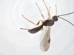  ( - CBG-A62122-A11)  @11 [ ] CreativeCommons - Attribution Share - Alike (2025) Centre for Biodiversity Genomics Centre for Biodiversity Genomics