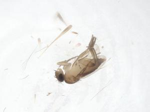  ( - CBG-A62125-A01)  @11 [ ] CreativeCommons - Attribution Share - Alike (2025) Centre for Biodiversity Genomics Centre for Biodiversity Genomics