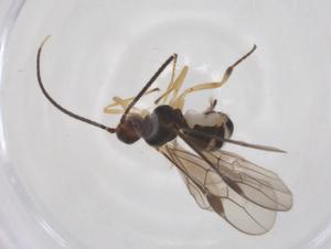  ( - CBG-A62132-C07)  @11 [ ] CreativeCommons - Attribution Share - Alike (2025) Centre for Biodiversity Genomics Centre for Biodiversity Genomics