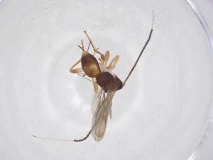  (Pambolus Malaise5007 - CBG-A62132-F07)  @11 [ ] CreativeCommons - Attribution Share - Alike (2025) Centre for Biodiversity Genomics Centre for Biodiversity Genomics