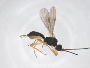  ( - CBG-A62132-F12)  @11 [ ] CreativeCommons - Attribution Share - Alike (2025) Centre for Biodiversity Genomics Centre for Biodiversity Genomics