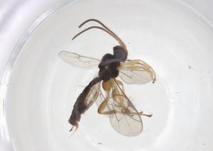  ( - CBG-A62133-A08)  @11 [ ] CreativeCommons - Attribution Share - Alike (2025) Centre for Biodiversity Genomics Centre for Biodiversity Genomics