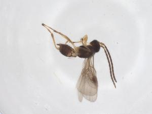  ( - CBG-A62133-B11)  @11 [ ] CreativeCommons - Attribution Share - Alike (2025) Centre for Biodiversity Genomics Centre for Biodiversity Genomics