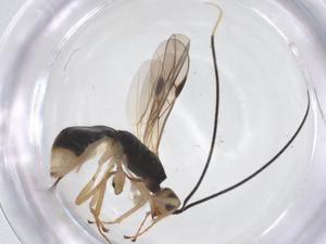  ( - CBG-A62133-F05)  @11 [ ] CreativeCommons - Attribution Share - Alike (2025) Centre for Biodiversity Genomics Centre for Biodiversity Genomics