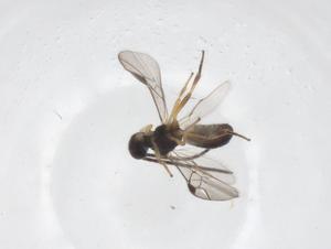  ( - CBG-A62133-G03)  @11 [ ] CreativeCommons - Attribution Share - Alike (2025) Centre for Biodiversity Genomics Centre for Biodiversity Genomics