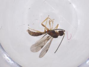  ( - CBG-A62288-C08)  @11 [ ] CreativeCommons - Attribution Share - Alike (2025) Centre for Biodiversity Genomics Centre for Biodiversity Genomics