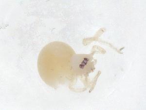  ( - CBG-A62293-A10)  @11 [ ] CreativeCommons - Attribution Share - Alike (2025) Centre for Biodiversity Genomics Centre for Biodiversity Genomics