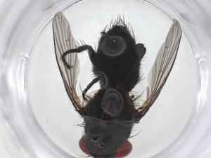  ( - CBG-A62296-C01)  @11 [ ] CreativeCommons - Attribution Share - Alike (2025) Centre for Biodiversity Genomics Centre for Biodiversity Genomics