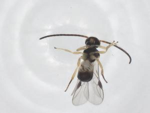  (Pseudognaptodon malaise1721 - CBG-A62296-D06)  @11 [ ] CreativeCommons - Attribution Share - Alike (2025) Centre for Biodiversity Genomics Centre for Biodiversity Genomics