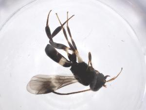  ( - CBG-A62297-E01)  @11 [ ] CreativeCommons - Attribution Share - Alike (2025) Centre for Biodiversity Genomics Centre for Biodiversity Genomics