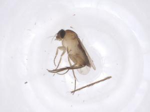  ( - CBG-A62310-F09)  @11 [ ] CreativeCommons - Attribution Share - Alike (2025) Centre for Biodiversity Genomics Centre for Biodiversity Genomics