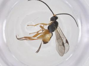  (Promicrogaster Malaise6012 - CBG-A62326-C03)  @11 [ ] CreativeCommons - Attribution Share - Alike (2025) Centre for Biodiversity Genomics Centre for Biodiversity Genomics