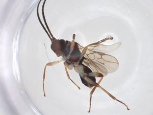  ( - CBG-A62327-C08)  @11 [ ] CreativeCommons - Attribution Share - Alike (2025) Centre for Biodiversity Genomics Centre for Biodiversity Genomics