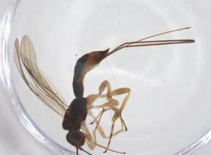  ( - CBG-A62389-F05)  @11 [ ] CreativeCommons - Attribution Share - Alike (2025) Centre for Biodiversity Genomics Centre for Biodiversity Genomics