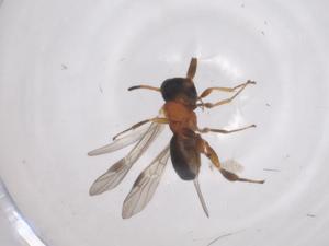  ( - CBG-A62390-C04)  @11 [ ] CreativeCommons - Attribution Share - Alike (2025) Centre for Biodiversity Genomics Centre for Biodiversity Genomics