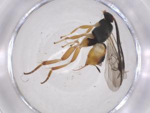  (Hypomicrogaster Malaise5376 - CBG-A62390-D05)  @11 [ ] CreativeCommons - Attribution Share - Alike (2025) Centre for Biodiversity Genomics Centre for Biodiversity Genomics