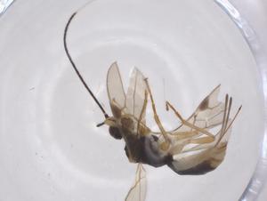  (Heterospilus Malaise8175 - CBG-A62390-D11)  @11 [ ] CreativeCommons - Attribution Share - Alike (2025) Centre for Biodiversity Genomics Centre for Biodiversity Genomics