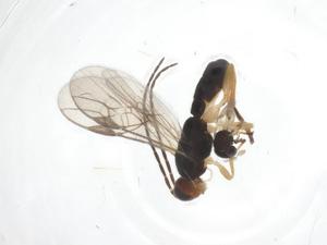  ( - CBG-A62392-F01)  @11 [ ] CreativeCommons - Attribution Share - Alike (2025) Centre for Biodiversity Genomics Centre for Biodiversity Genomics