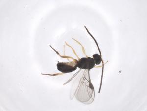  (Pseudognaptodon Malaise3005 - CBG-A62397-B04)  @11 [ ] CreativeCommons - Attribution Share - Alike (2025) Centre for Biodiversity Genomics Centre for Biodiversity Genomics