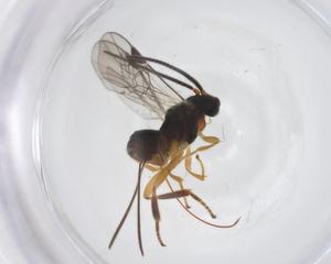  ( - CBG-A62435-D07)  @11 [ ] CreativeCommons - Attribution Share - Alike (2025) Centre for Biodiversity Genomics Centre for Biodiversity Genomics